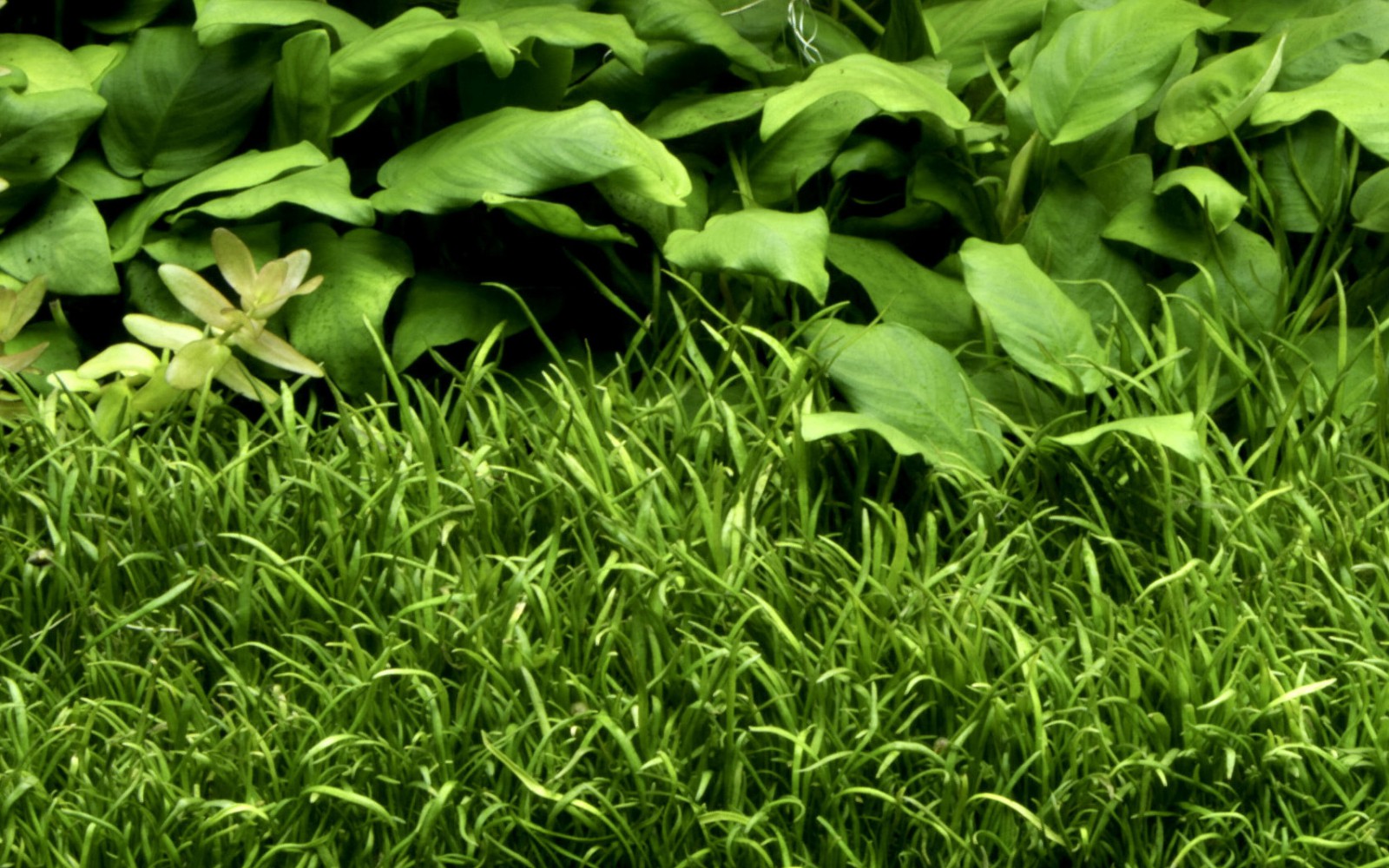 Lilaeopsis brasiliensis (Brazilian grass)